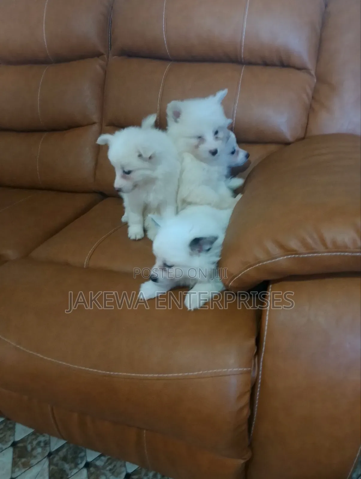 1-3 months Male Purebred Havanese
