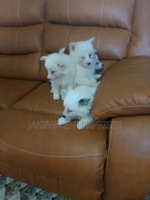 1-3 months Male Purebred Havanese