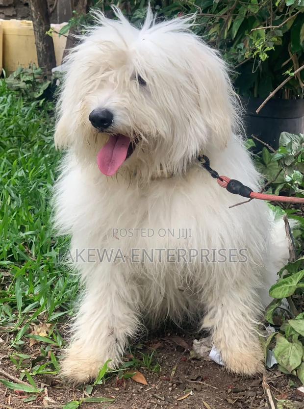 1+ year Male Purebred Maltese - main view