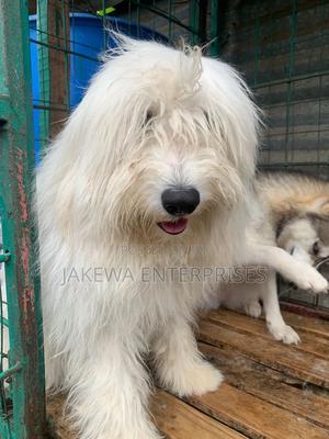 1+ year Male Purebred Maltese - main view