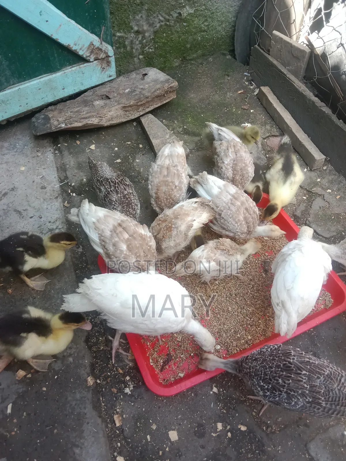 Redbourne Poults Available at 2500shs at 2mnths