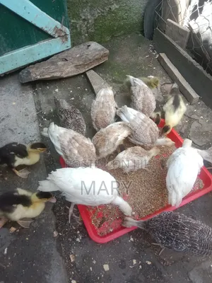 Redbourne Poults Available at 2500shs at 2mnths