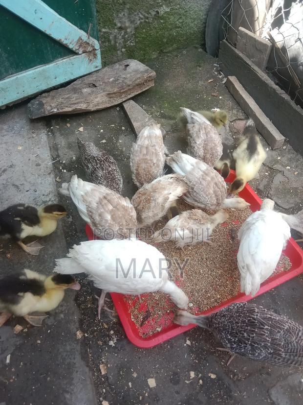Redbourne Poults Available at 2500shs at 2mnths - thumbnail 3