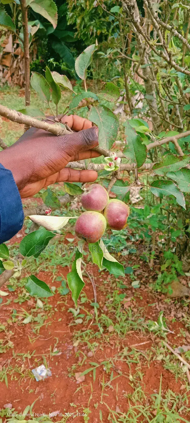 All Tree/Fruit Seedlings. Available