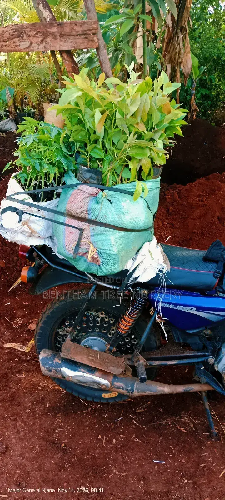 All Tree/Fruit Seedlings. Available