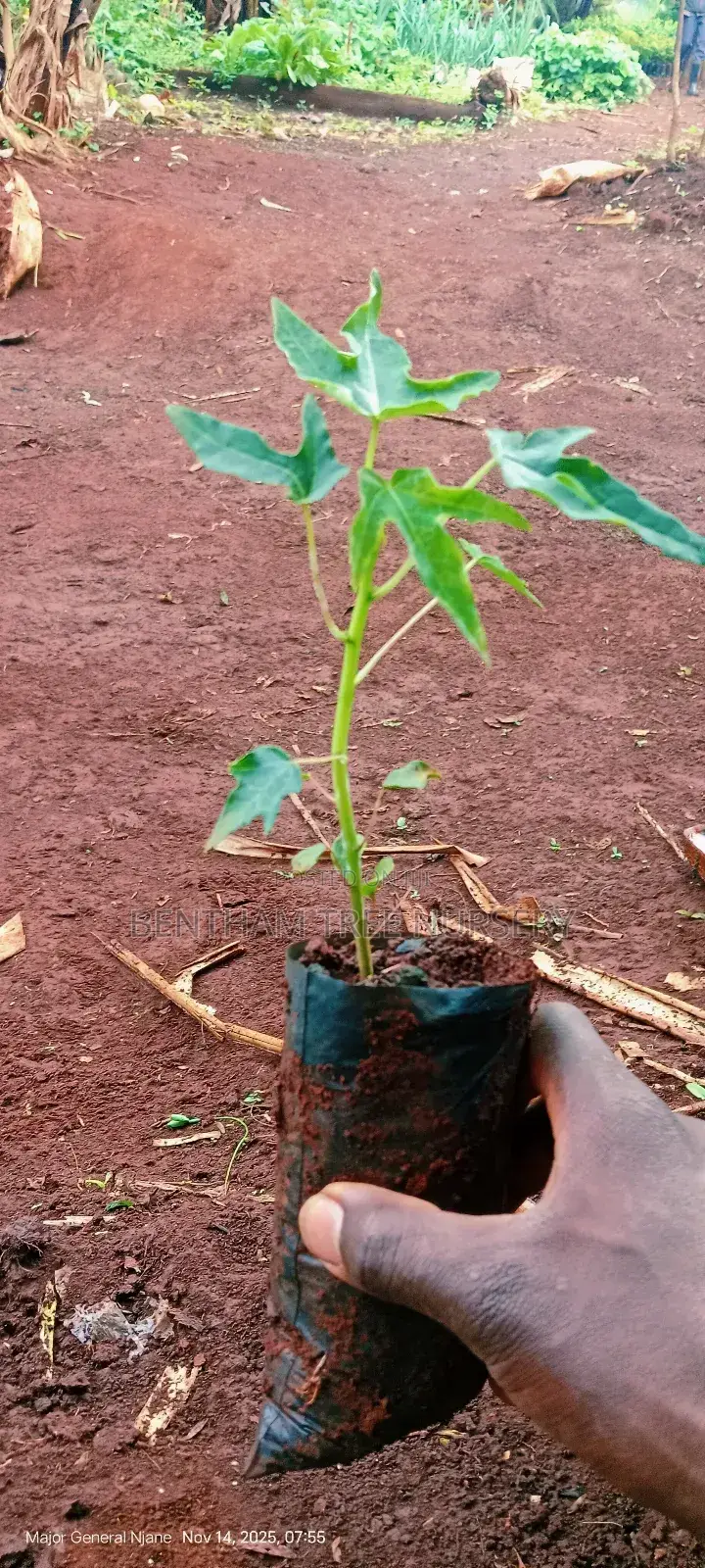 All Tree/Fruit Seedlings. Available
