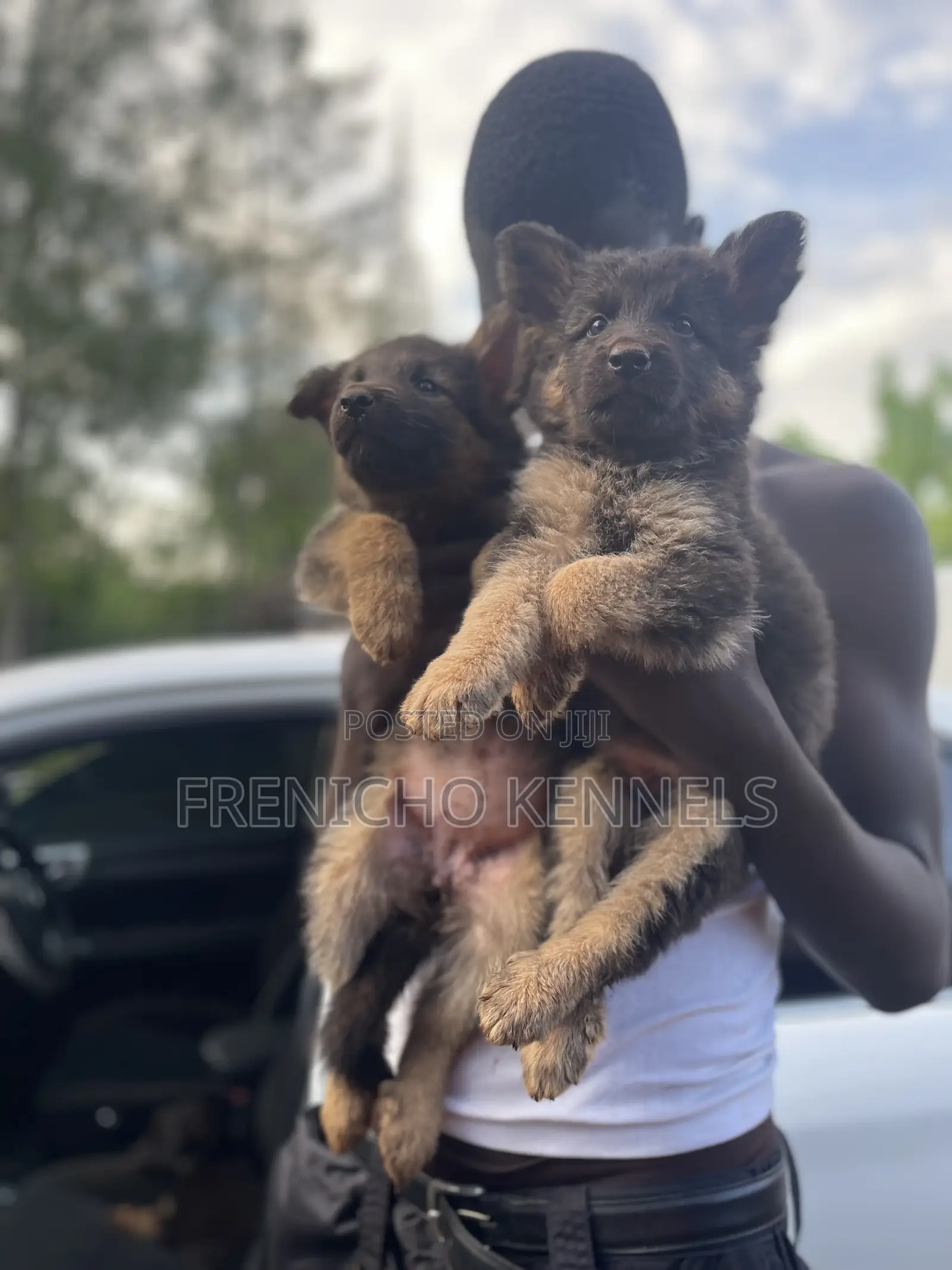 1-3 months Male Purebred German Shepherd