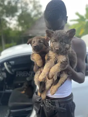 1-3 months Male Purebred German Shepherd