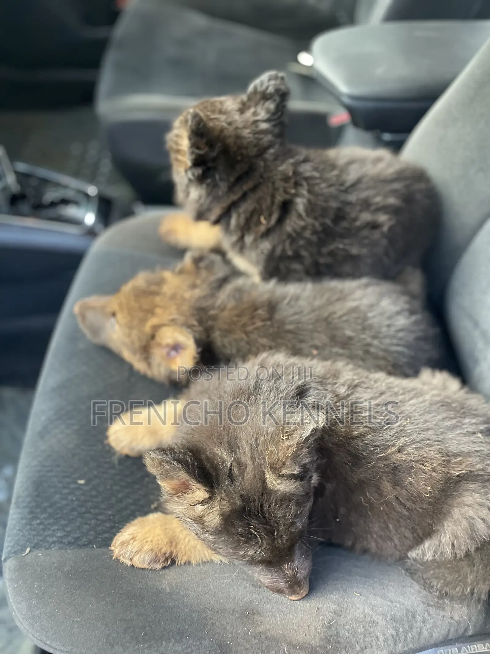 1-3 months Male Purebred German Shepherd