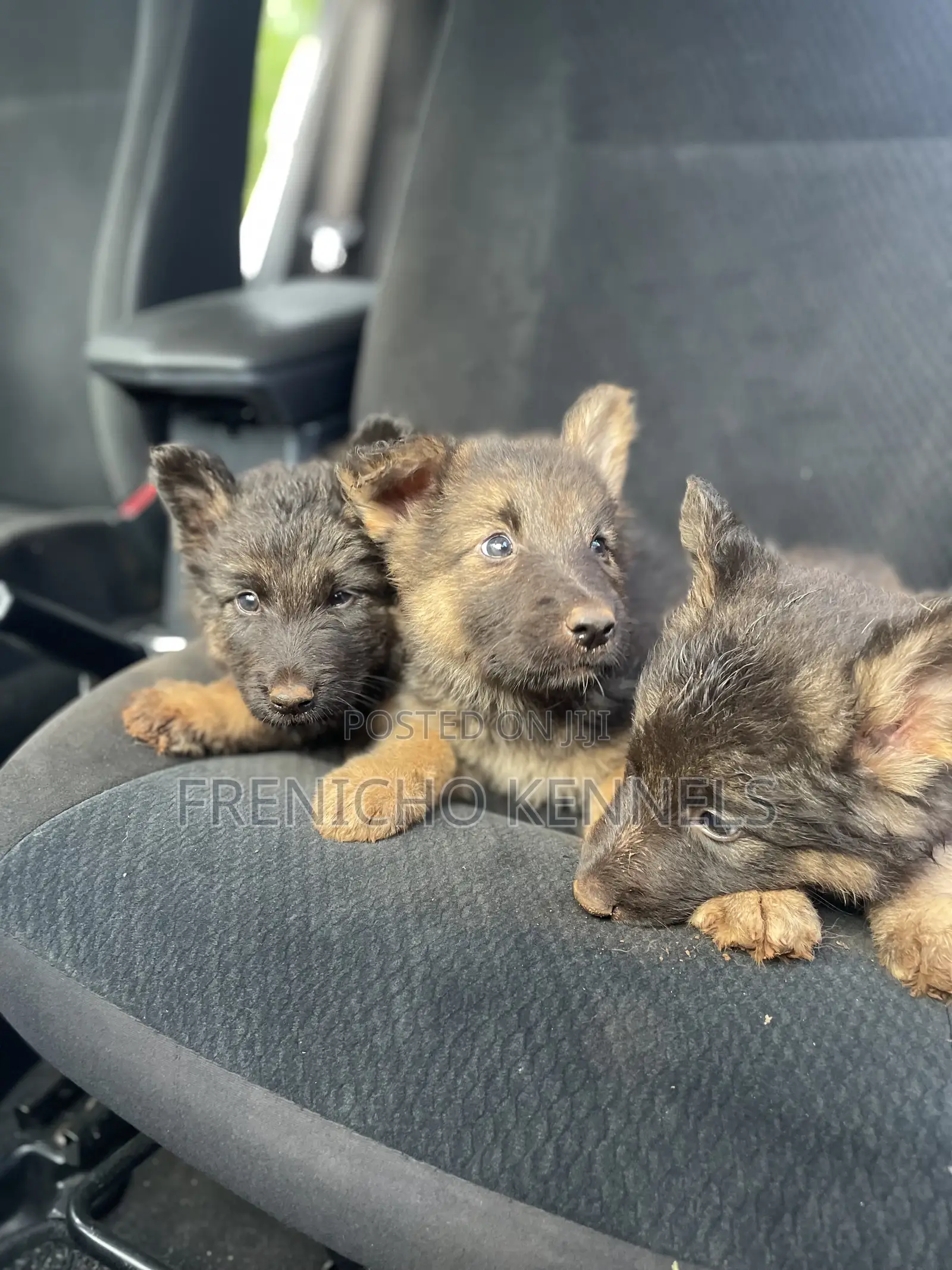 1-3 months Male Purebred German Shepherd