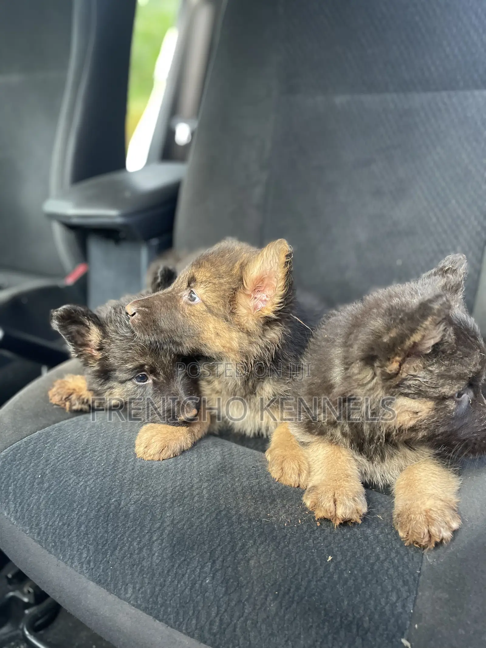 1-3 months Male Purebred German Shepherd