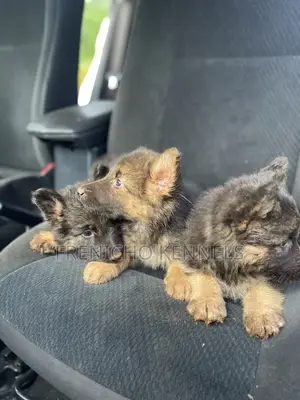 1-3 months Male Purebred German Shepherd