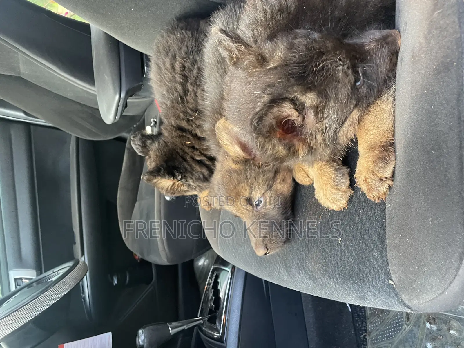 1-3 months Male Purebred German Shepherd