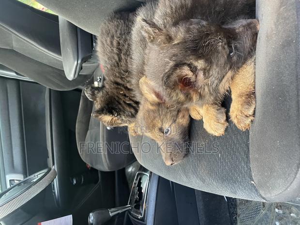 1-3 months Male Purebred German Shepherd - thumbnail 8
