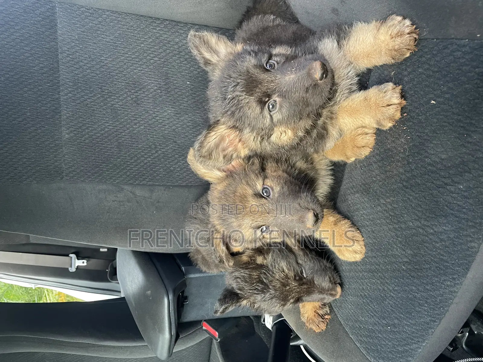 1-3 months Male Purebred German Shepherd