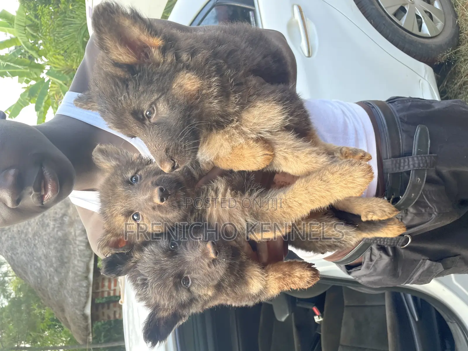1-3 months Male Purebred German Shepherd