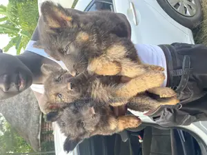 1-3 months Male Purebred German Shepherd