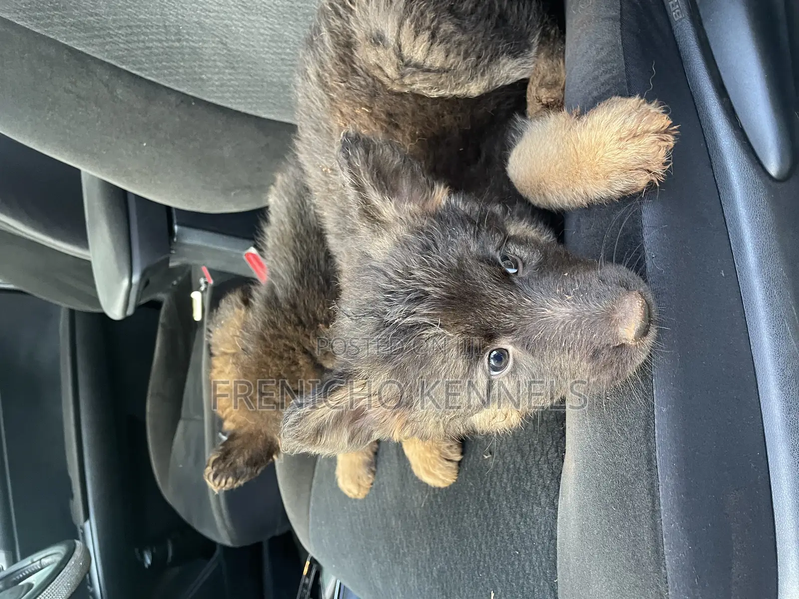 1-3 months Male Purebred German Shepherd