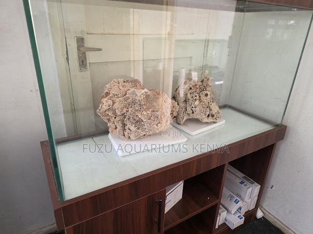 Live Corals That Level Up Your Whole Aquarium Game