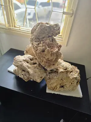 Aquarium Coral for the Aesthetic Seekers