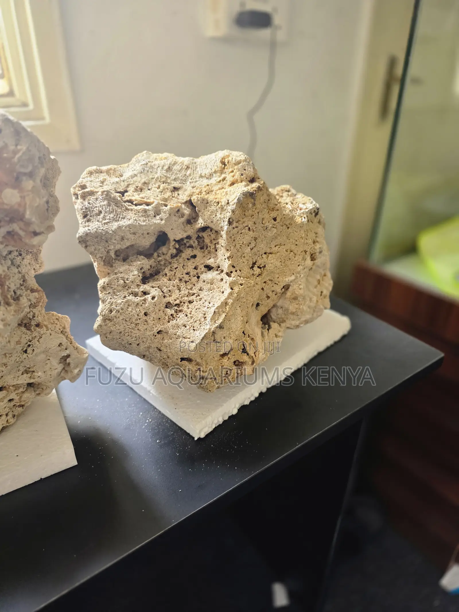 Aquarium Corals Built for Growth and Beauty