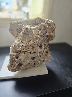 Aquarium Corals That Upgrade Your Tank From Basic to Beautiful - thumbnail 2