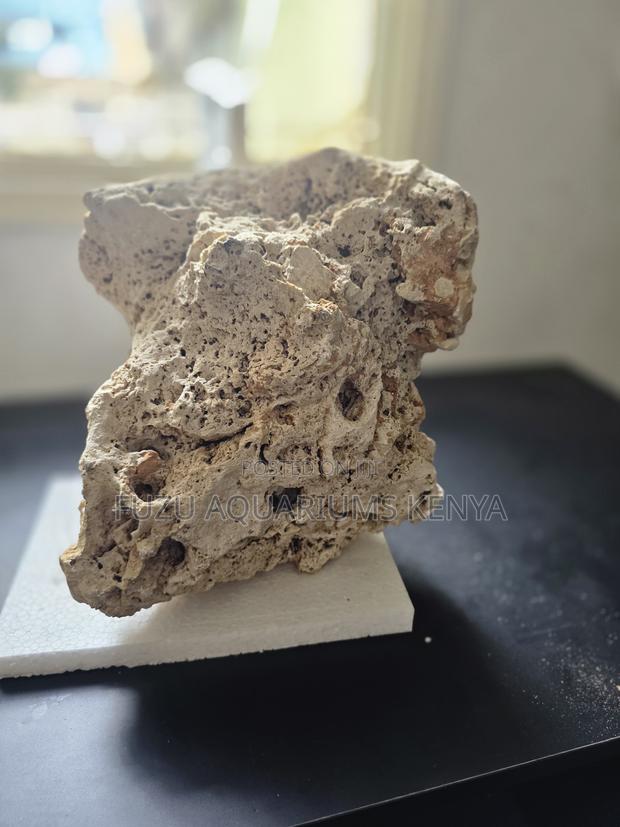 Aquarium Corals That Upgrade Your Tank From Basic to Beautiful - main view