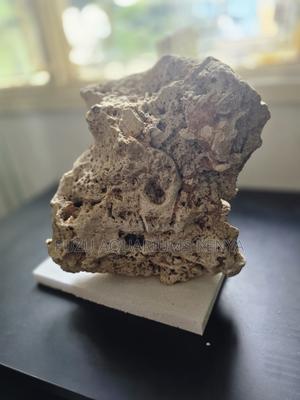 Add Natural Elegance to Your Aquarium With Premium Corals - thumbnail 2