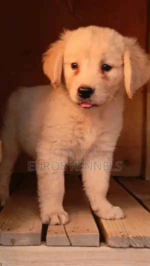 1-3 months Male Purebred Golden Retriever