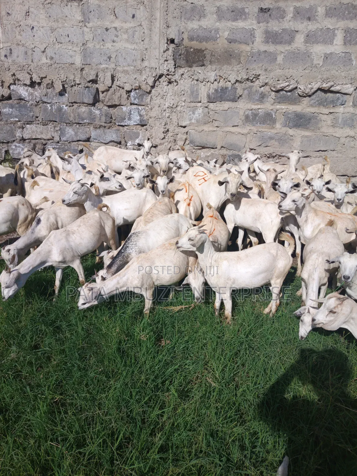 Galla Goats for Sale