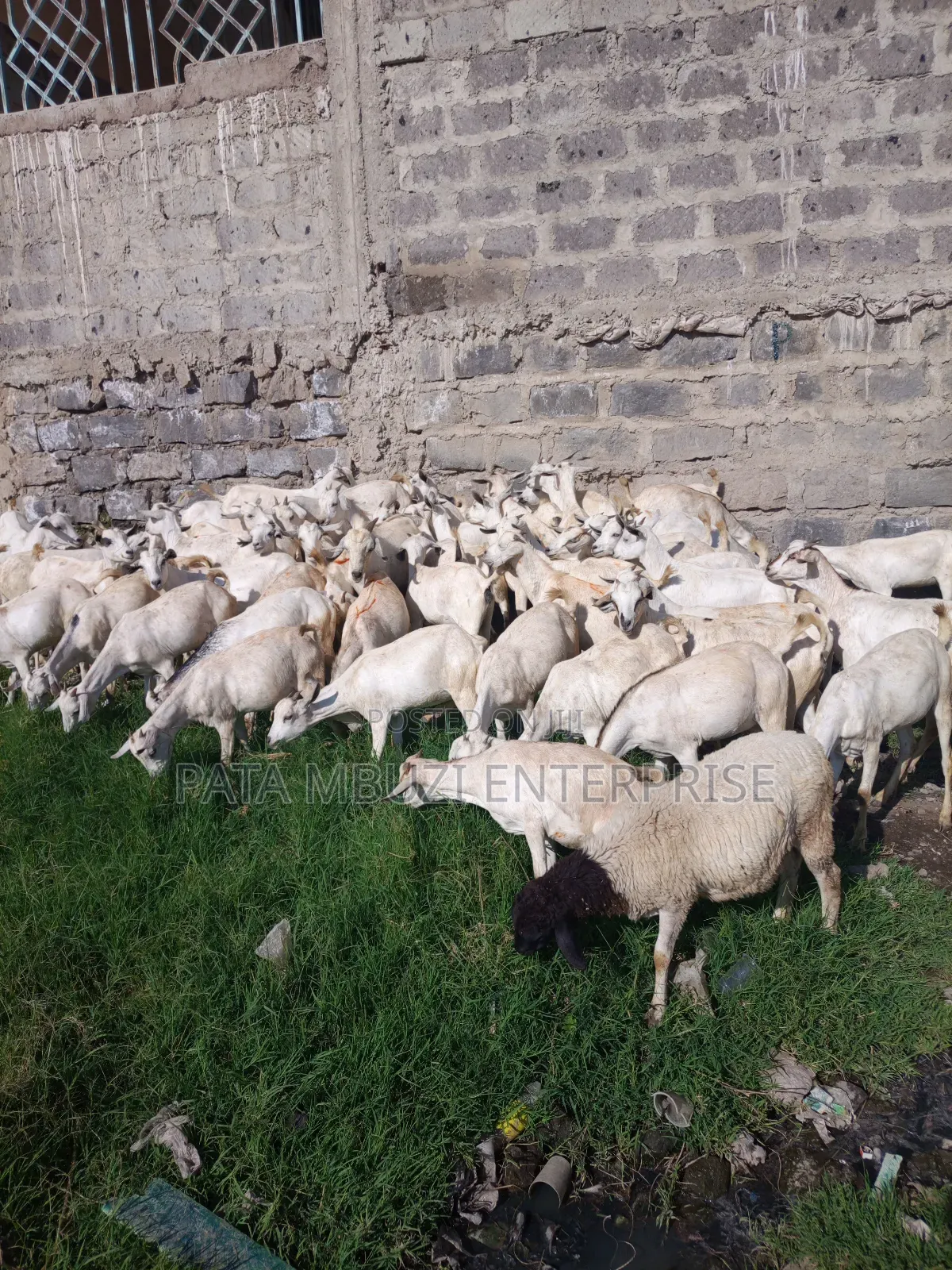 Galla Goats for Sale