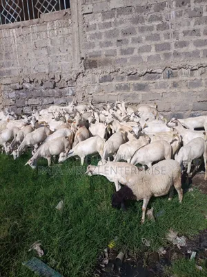 Galla Goats for Sale