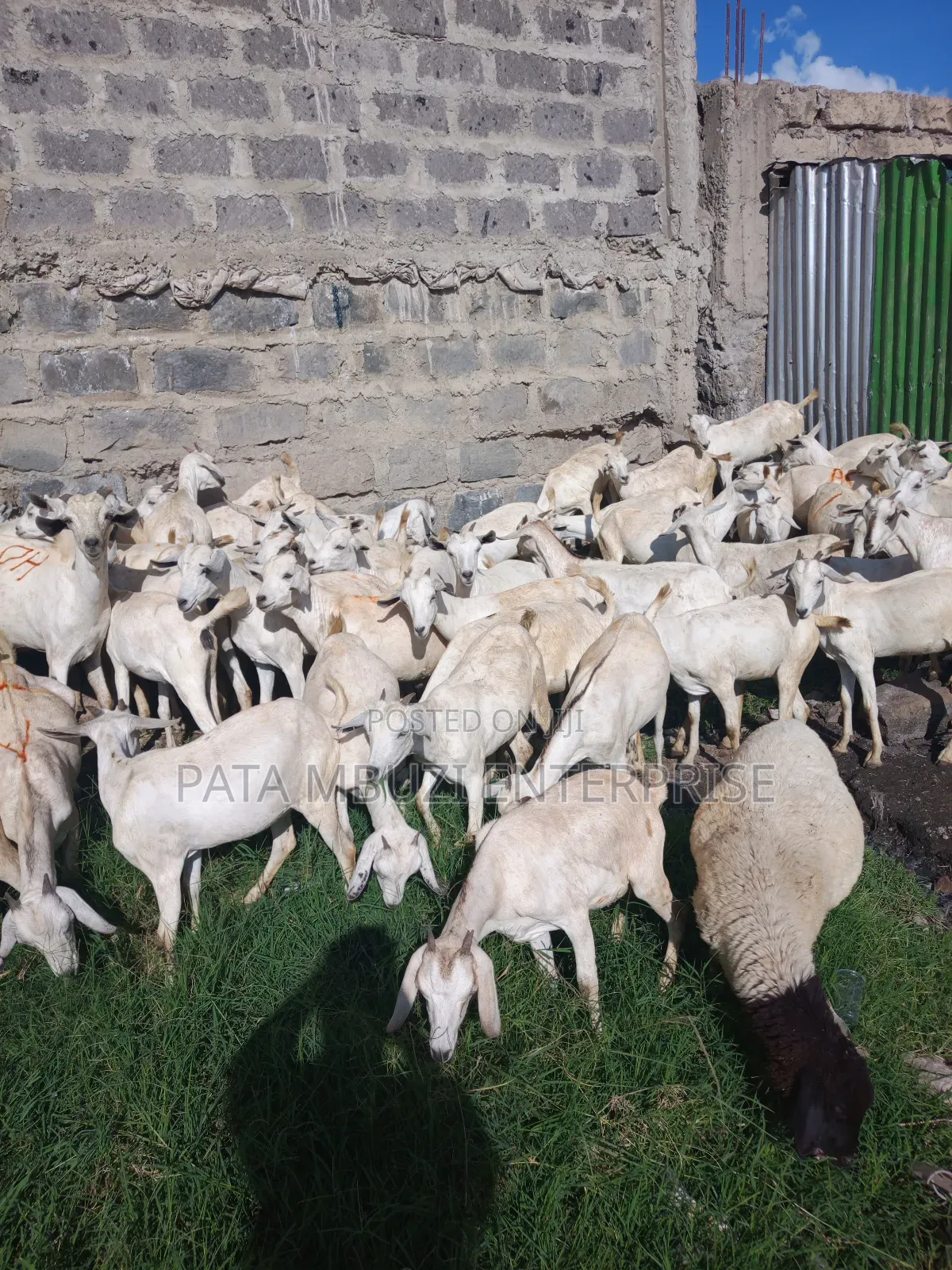 Galla Goats for Sale