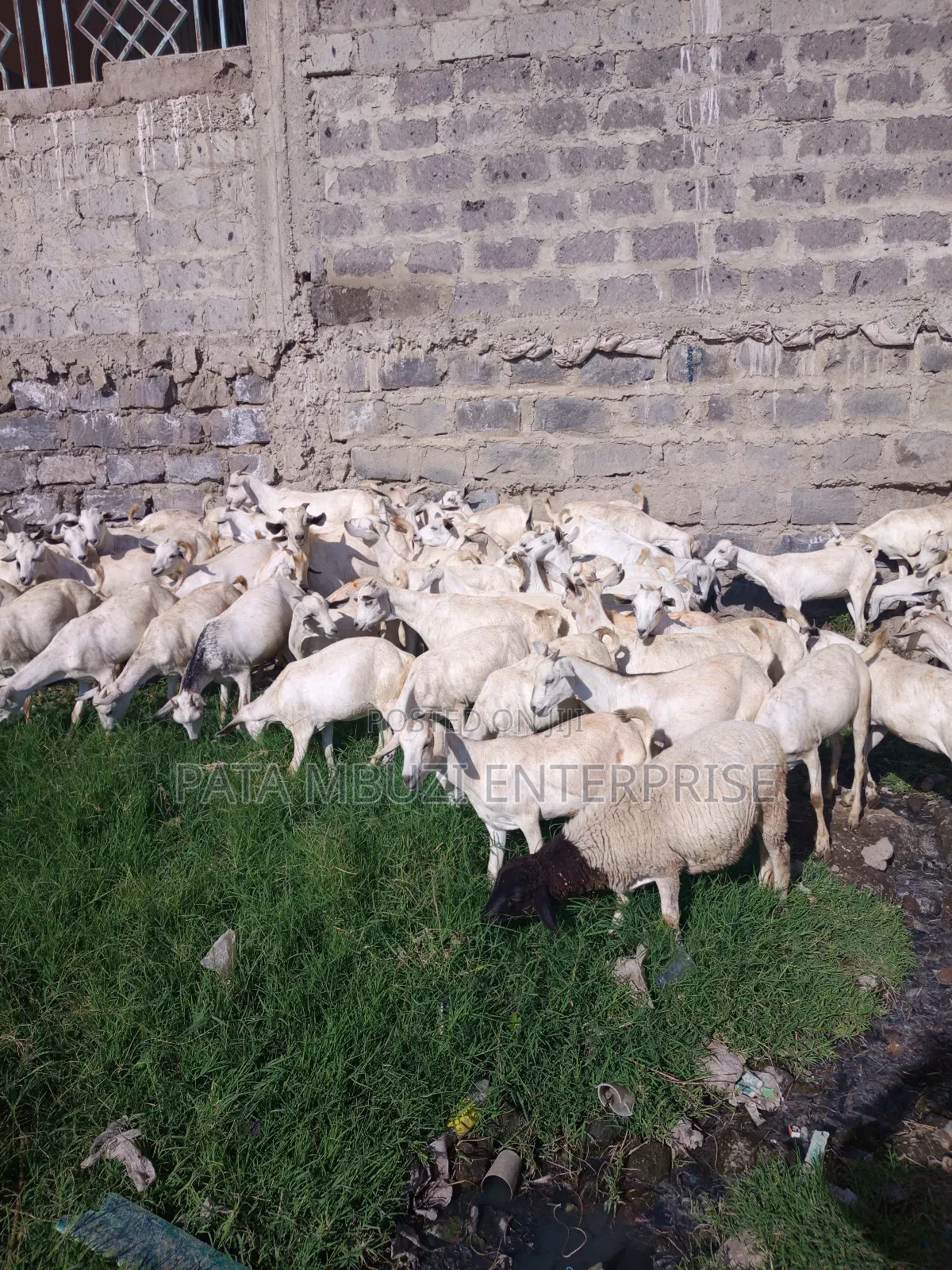 Galla Goats for Sale