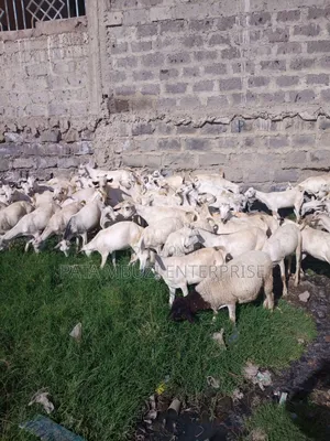 Galla Goats for Sale