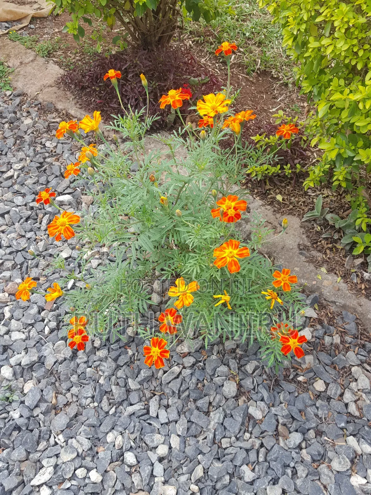 Marigold Flowers