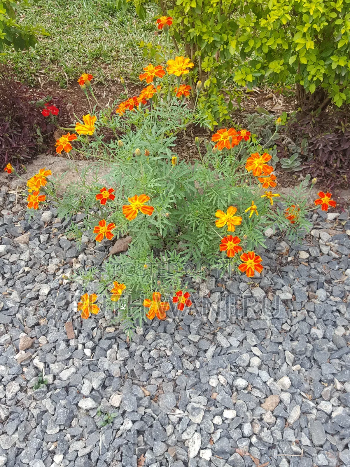 Marigold Flowers
