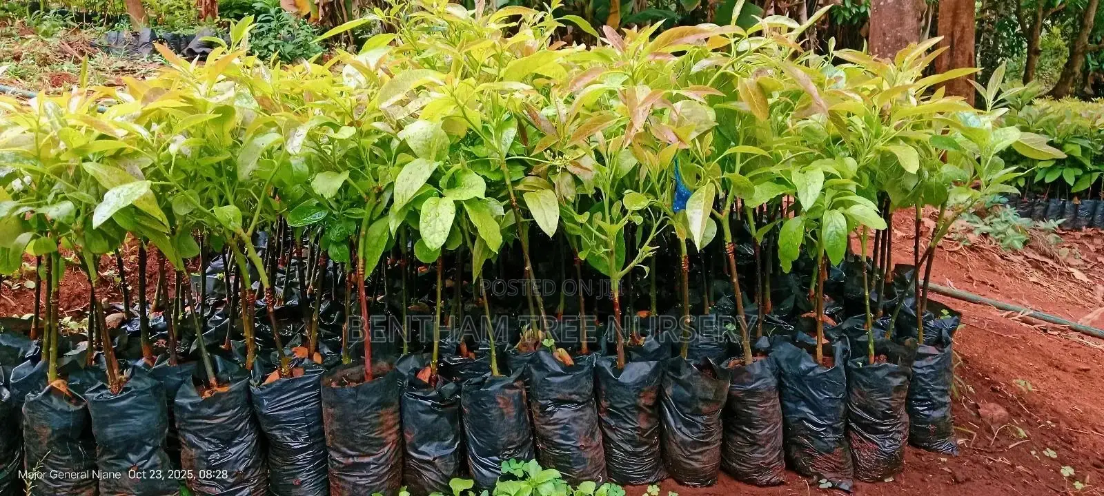 All Tree/Fruit Seedlings. Available