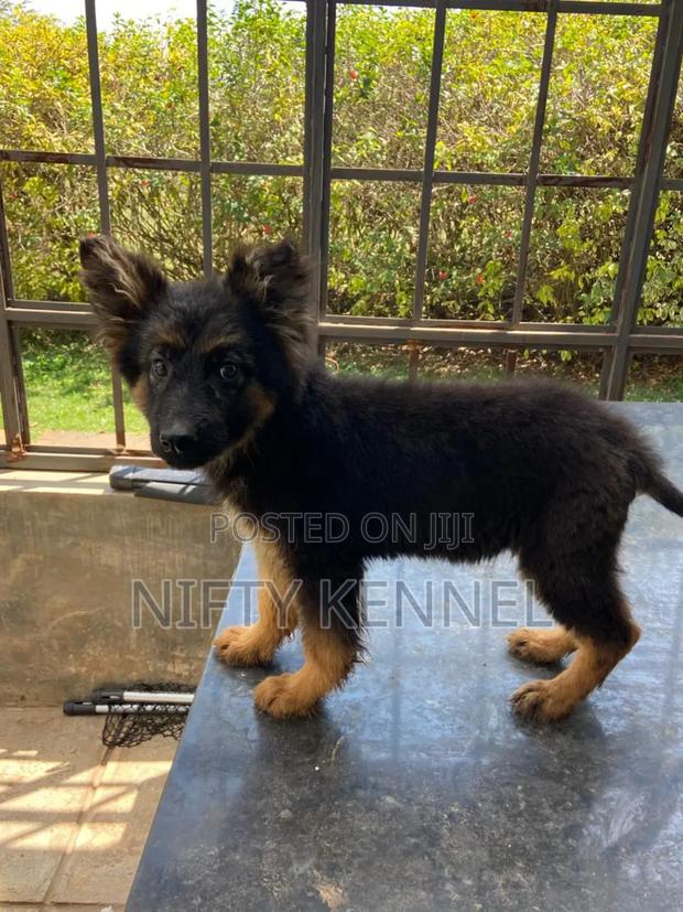 3-6 months Female Purebred German Shepherd