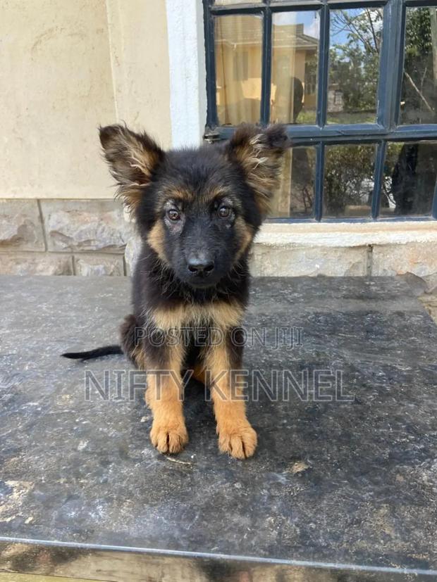 3-6 months Female Purebred German Shepherd - thumbnail 3