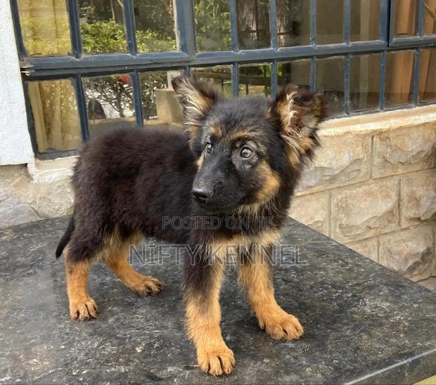 3-6 months Female Purebred German Shepherd - thumbnail 4