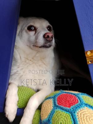 1+ year Female Purebred Japanese Spitz - thumbnail 2
