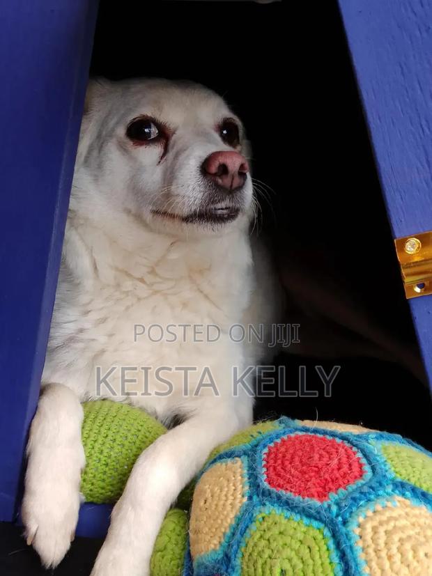 1+ year Female Purebred Japanese Spitz
