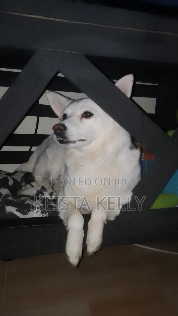 1+ year Female Purebred Japanese Spitz - thumbnail 3