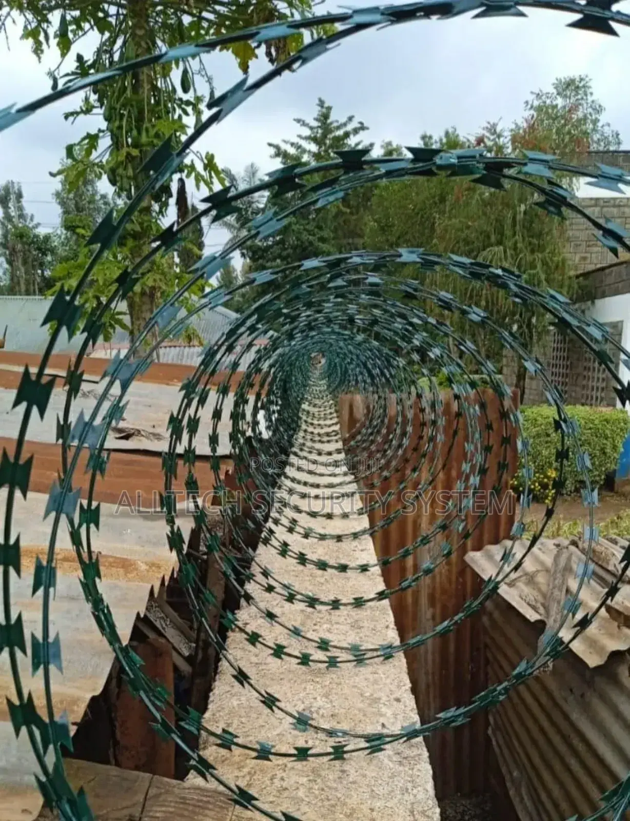 Green Razor Wire
