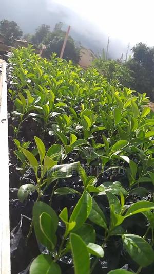 Lemon Seedlings - main view