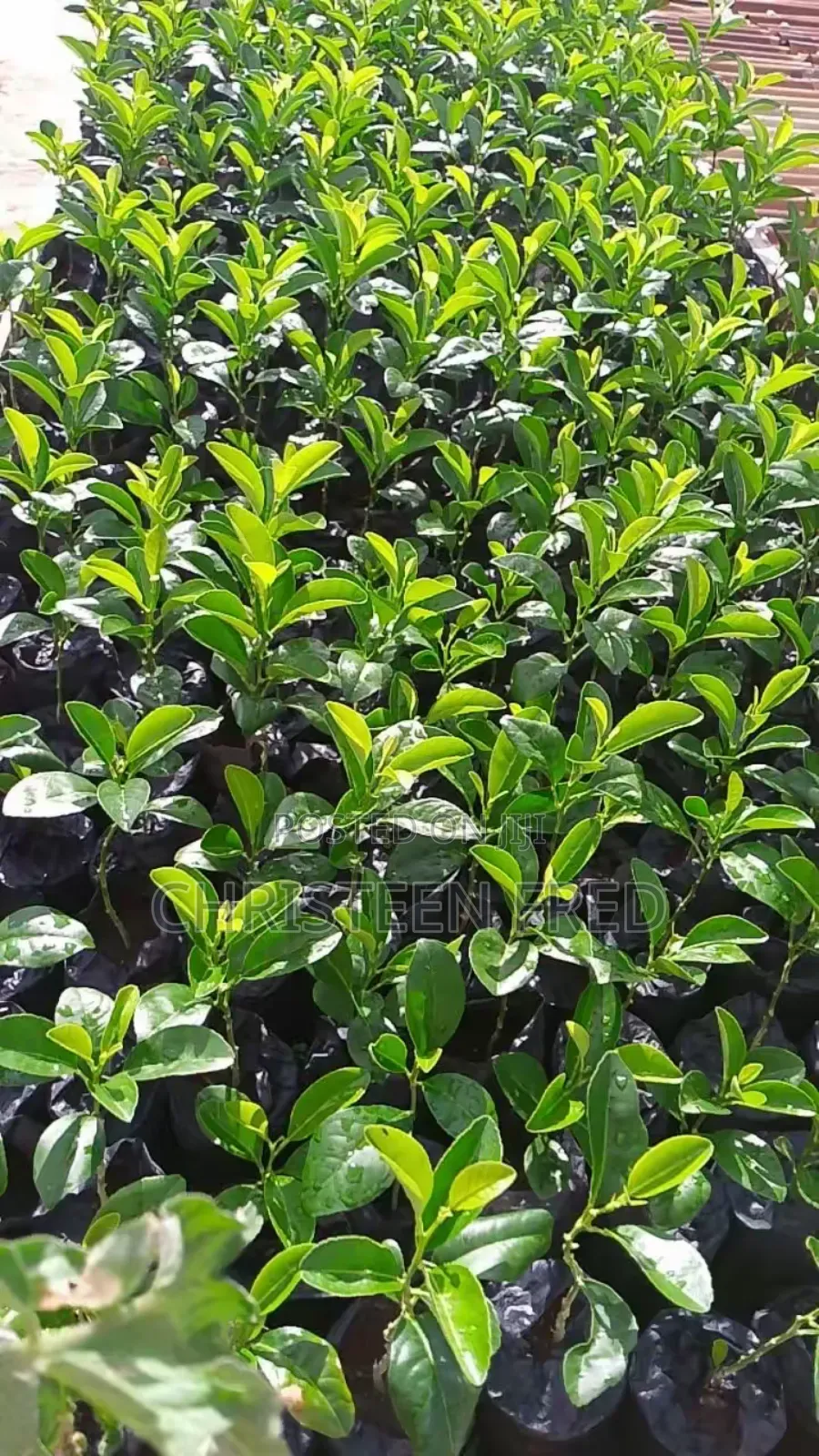 Lemon Seedlings