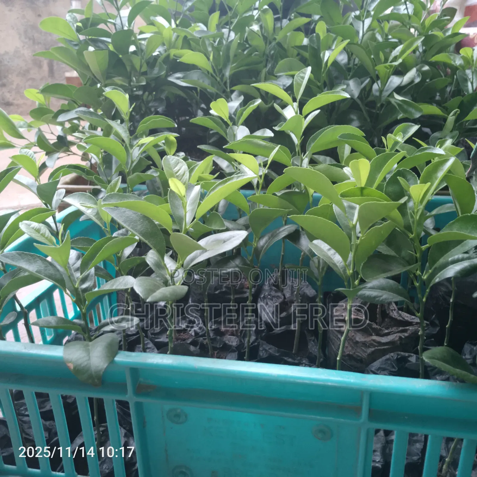 Lemon Seedlings