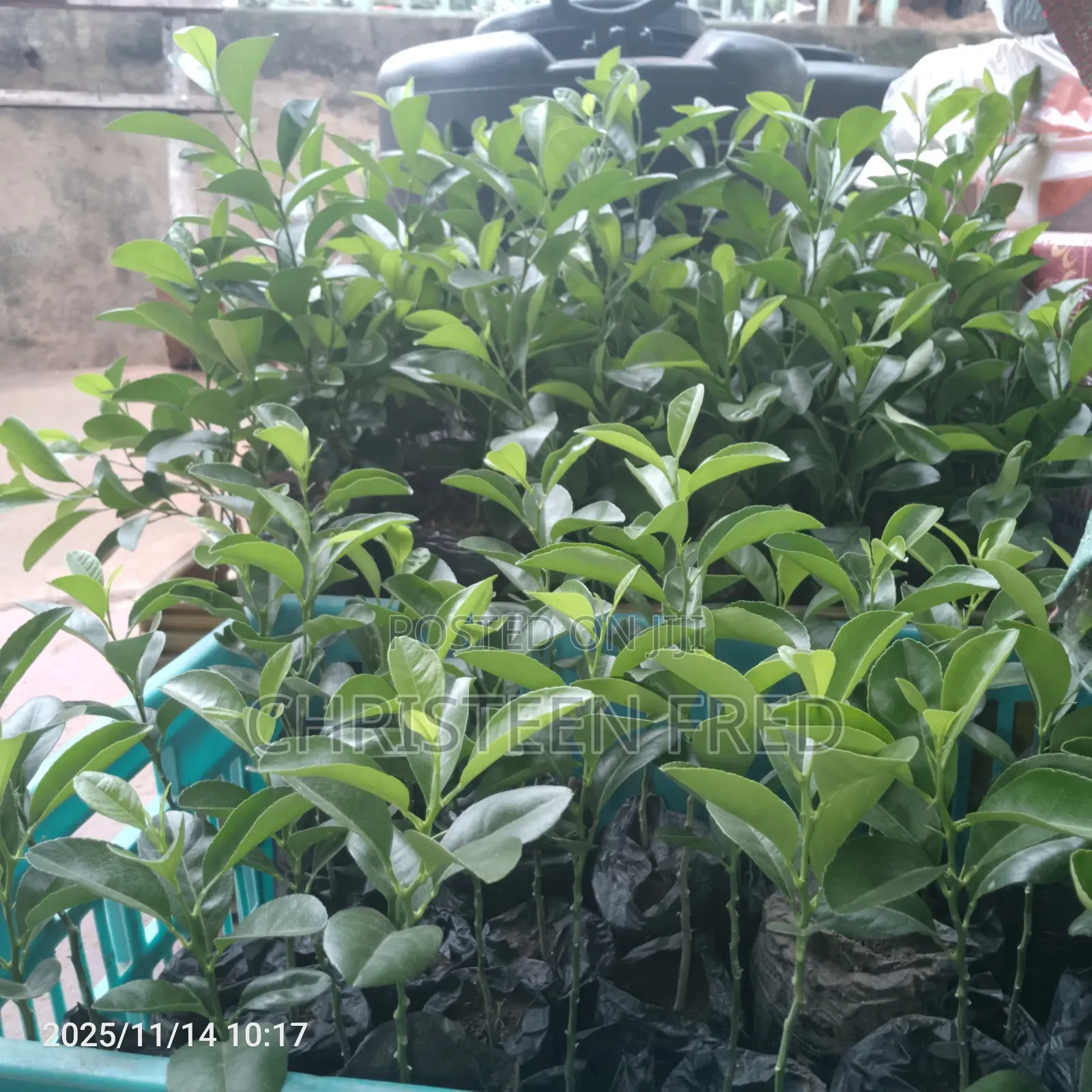 Lemon Seedlings