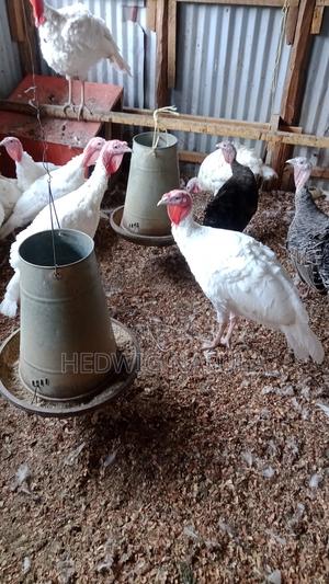 Male Turkeys for Breeding - thumbnail 2